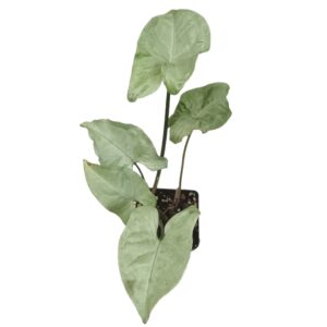 Syngonium Silver Pearl