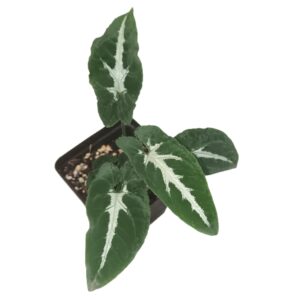 Syngonium Wendlandii