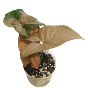 Syngonium Pink Perfection