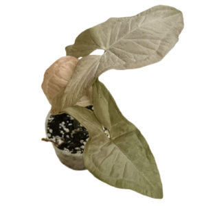 Syngonium Pink Speckle