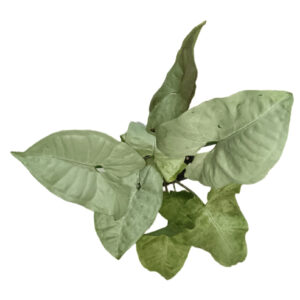 Syngonium White Butterfly